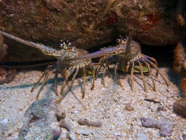 Spiny Lobsters IMG 4648